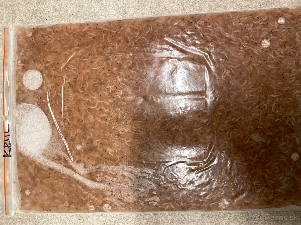 Artemie, discus mix, koretra, dafnie, mysis, hovězí srdce - 6