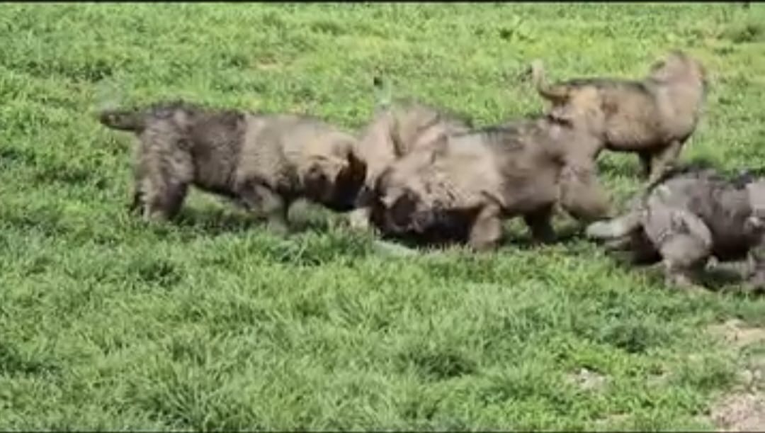 Šteniatko Kaukaz - 6