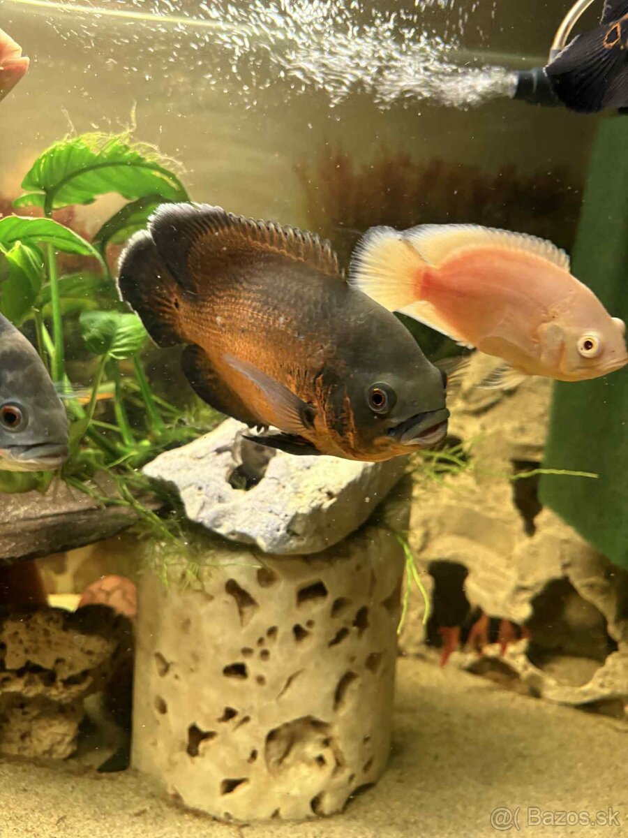 Cichlida pávia - ocellatus - 6