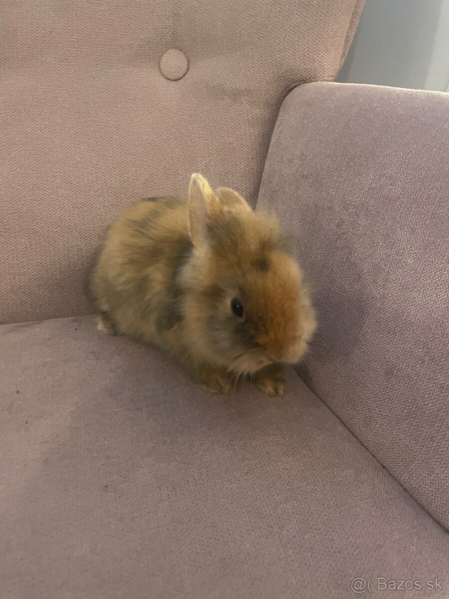 Zakrslý králik s Teddy génom - 6