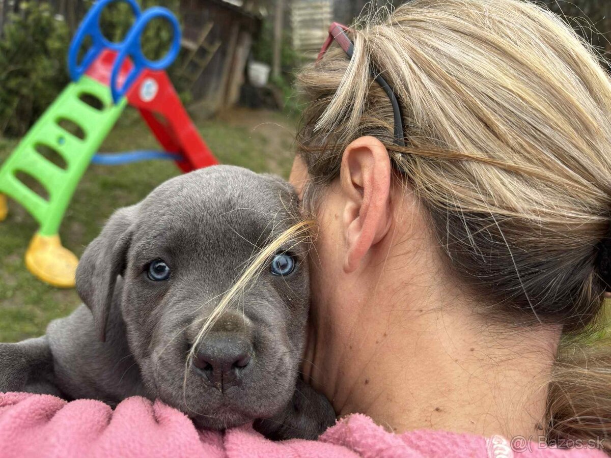 Cane Corso Šteniatka bez PP - 6