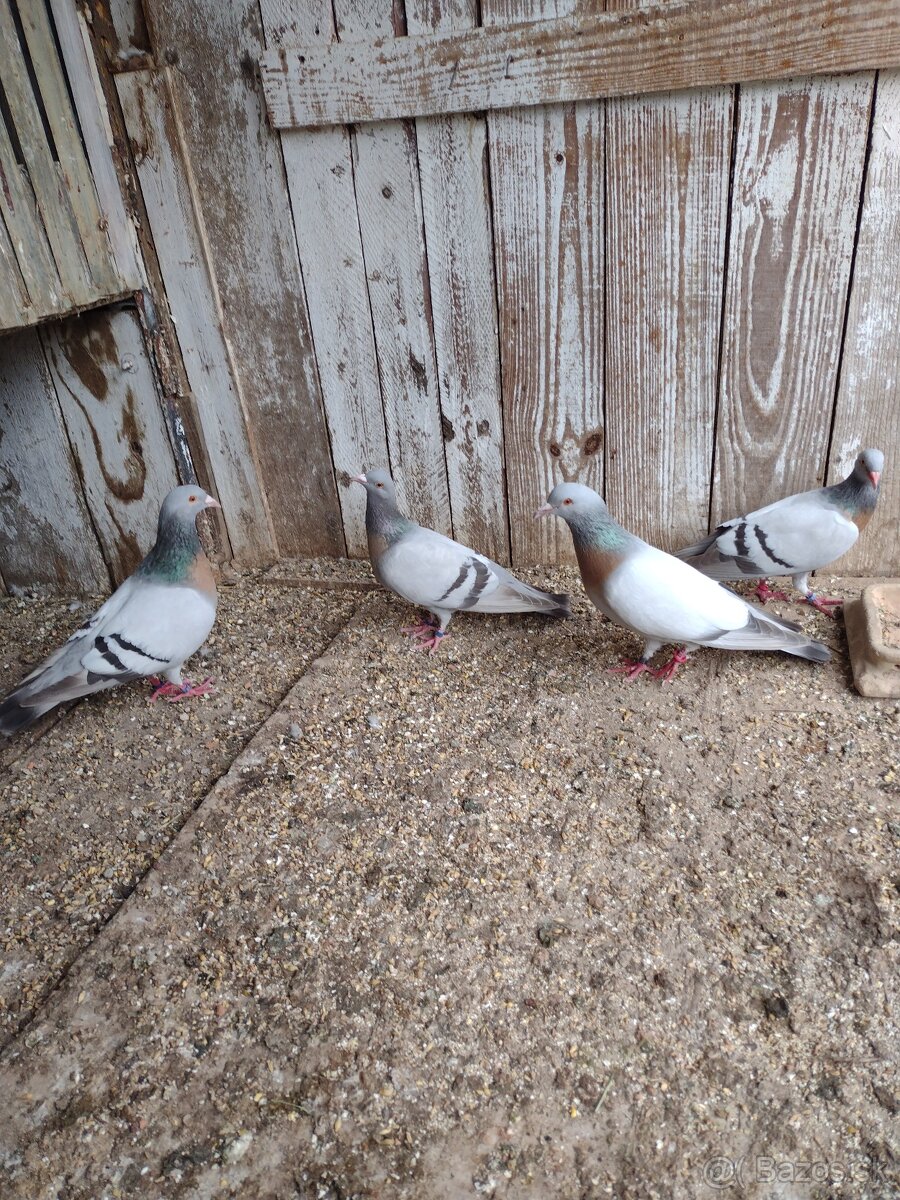 Predam holuby Koburske skovranky. - 6