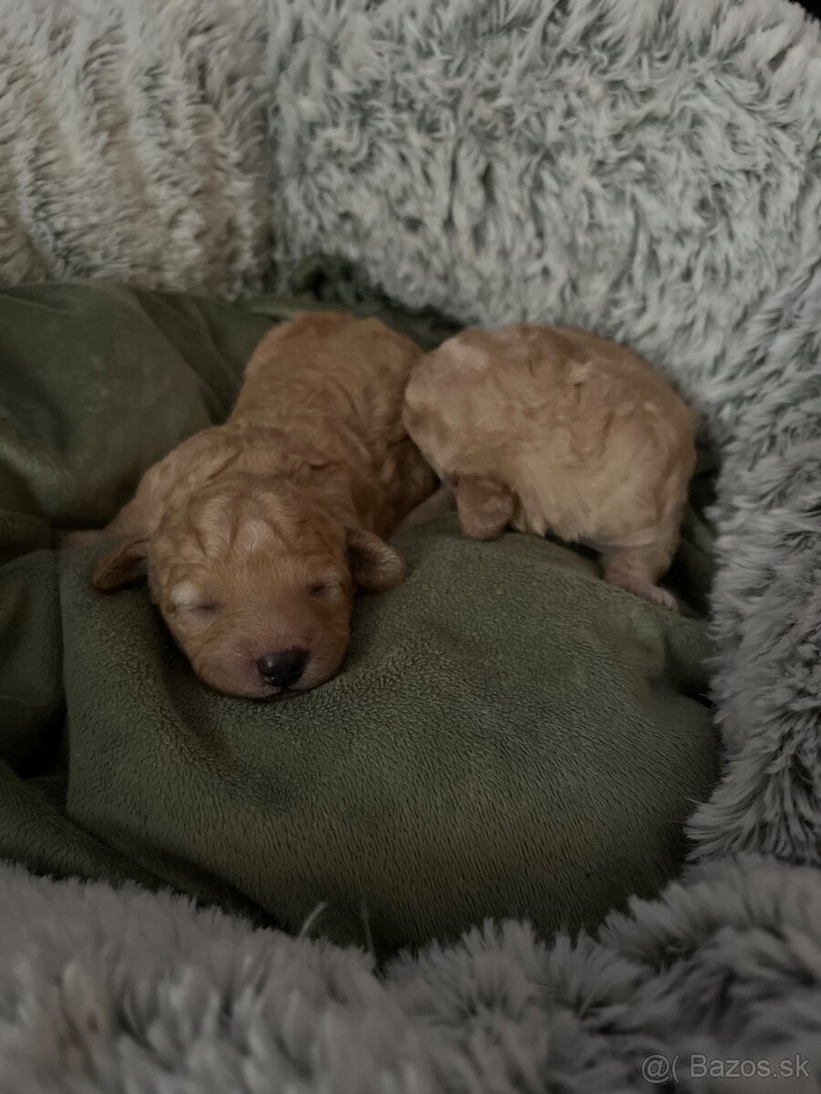 Pudel Toy/trpaslik bez pp - 6