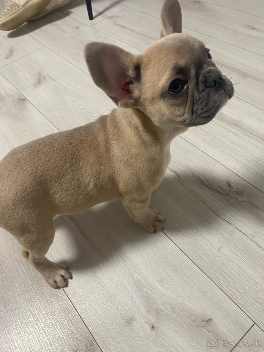 Francuzsky buldoček - 6