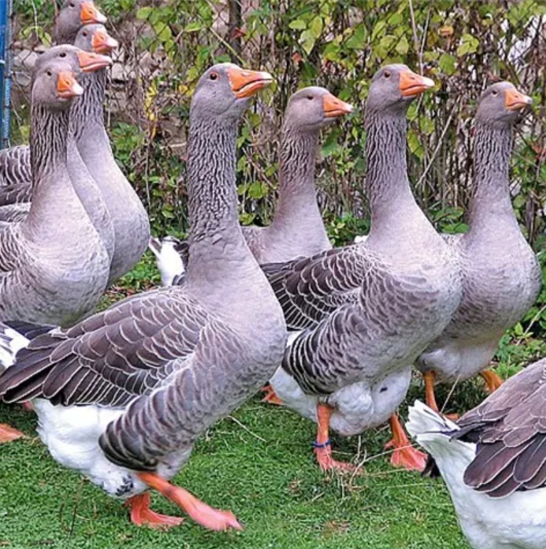 Kačky, husokačky, husi - 6