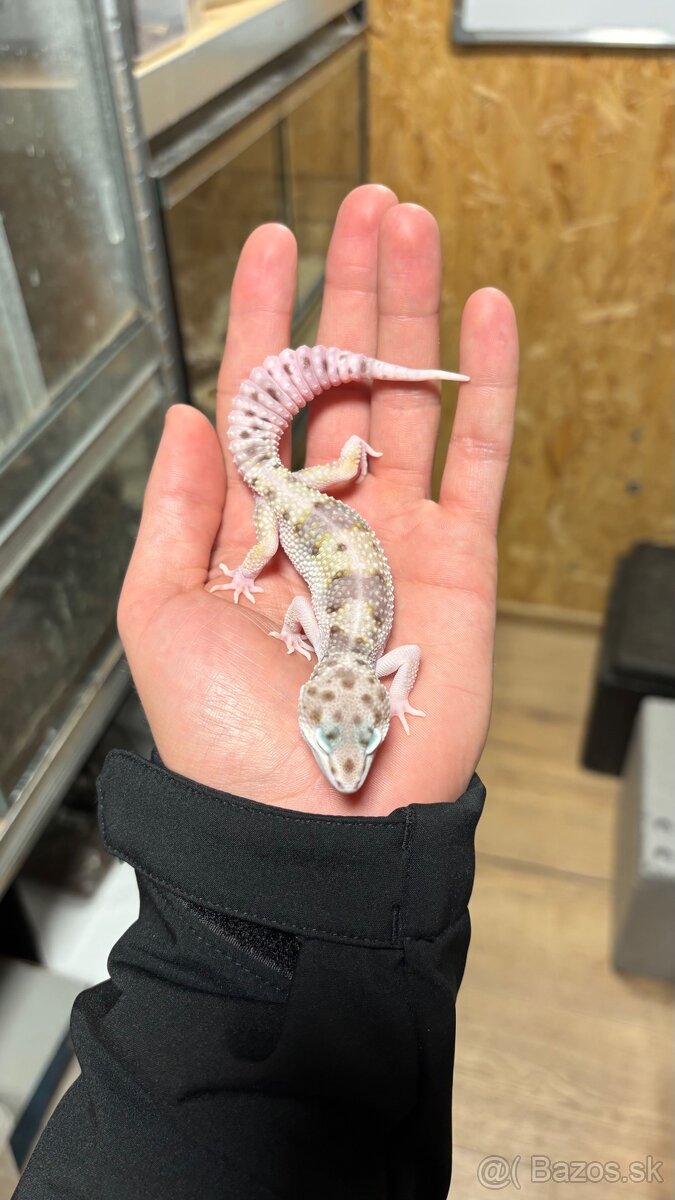 Gekončík nočný - mladí samci - 6