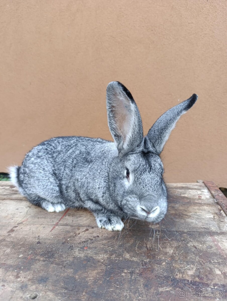 Čistokrvné Vss a Čv - 6