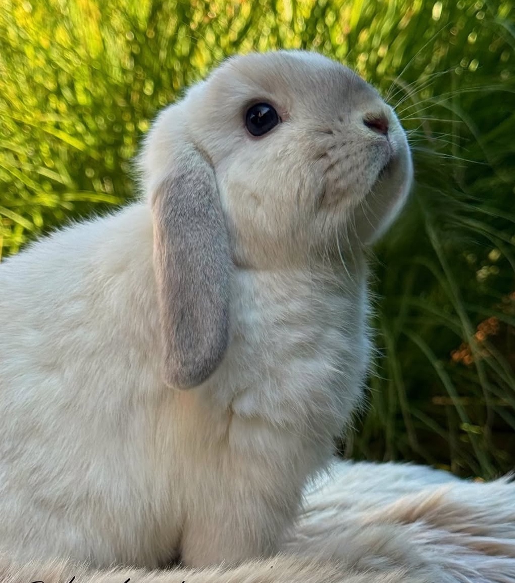 🧸 Minilop králiky🤎 - 6