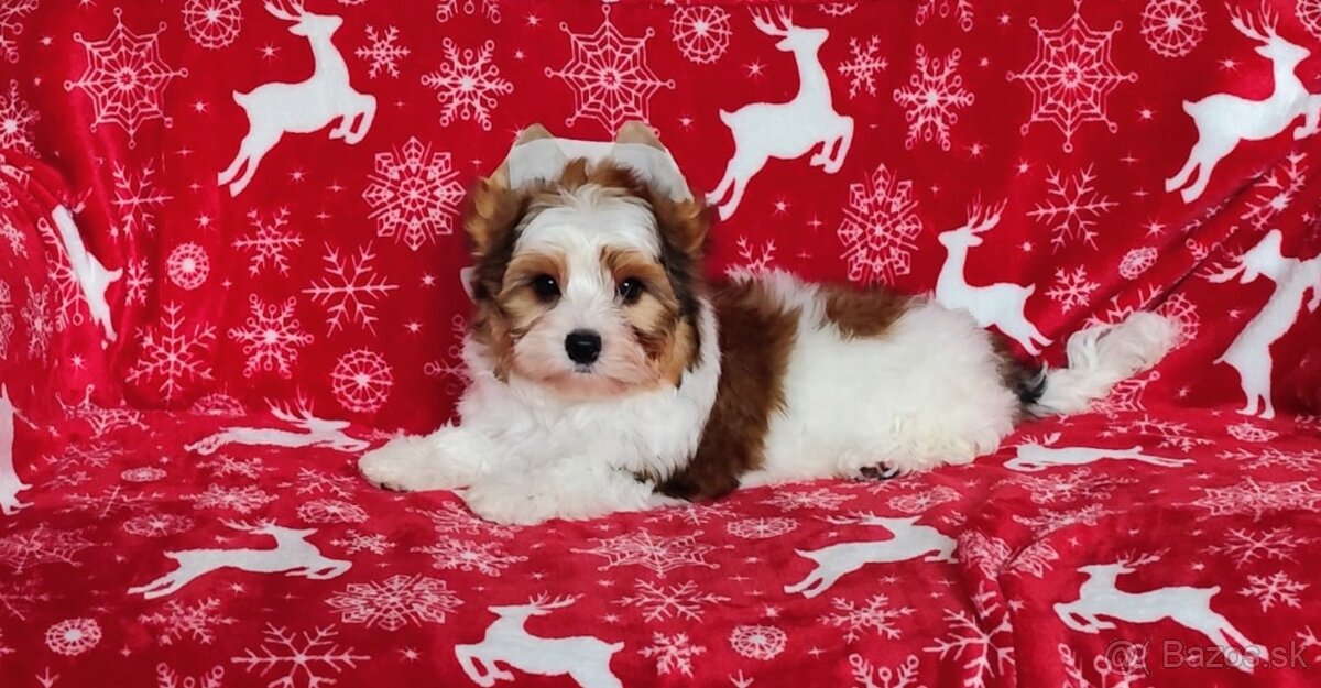 Yorkshire teriér, Biewer, Biro, Yorkshire teriér s PP - 6