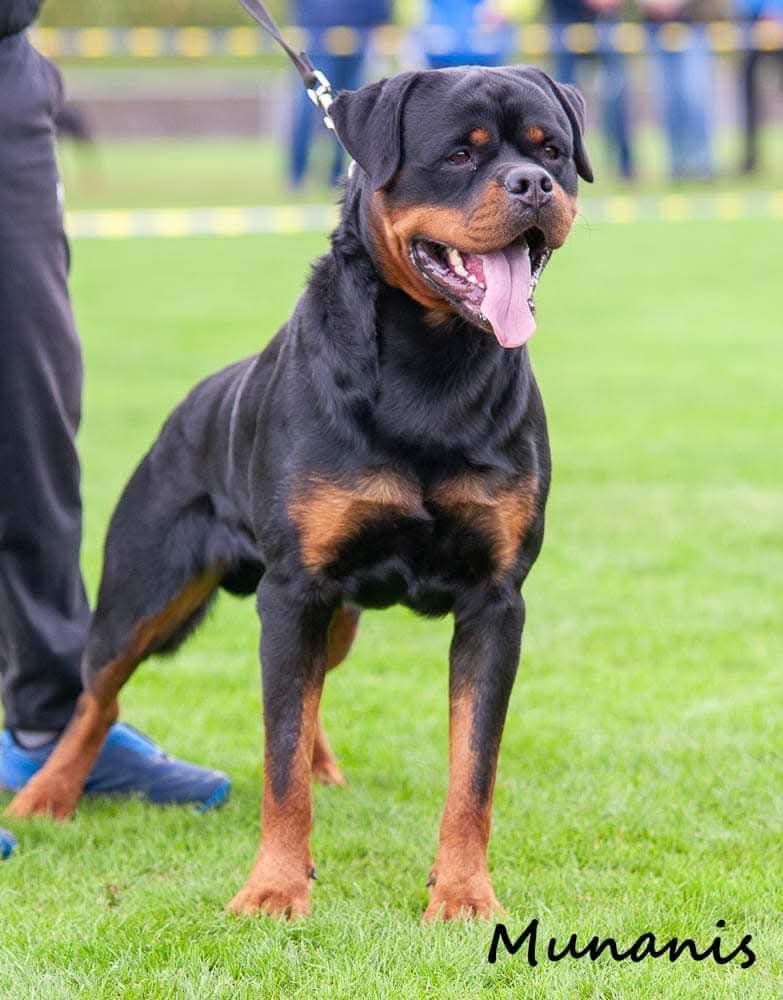 Rottweiler s PP Rotvajler s PP Štenata rotvajlera s PP Šten - 6