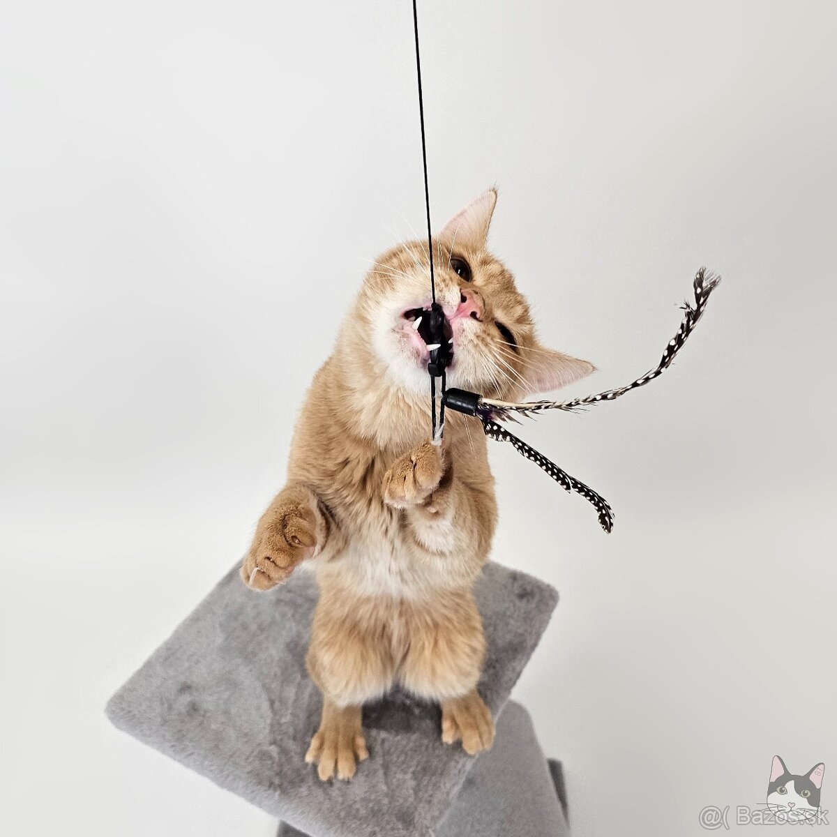 TOBY hľadá domov - 6