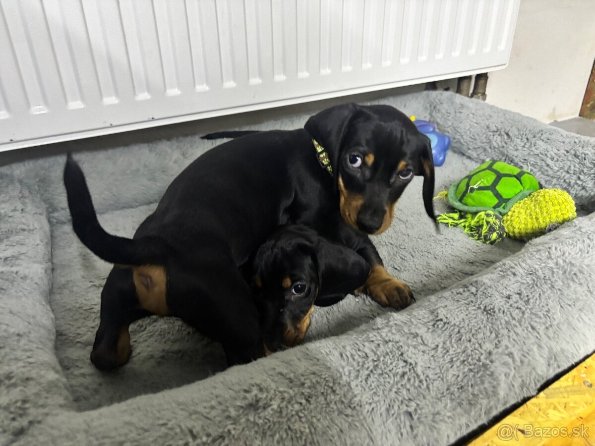 Jazvečík kratkosrstý - 6