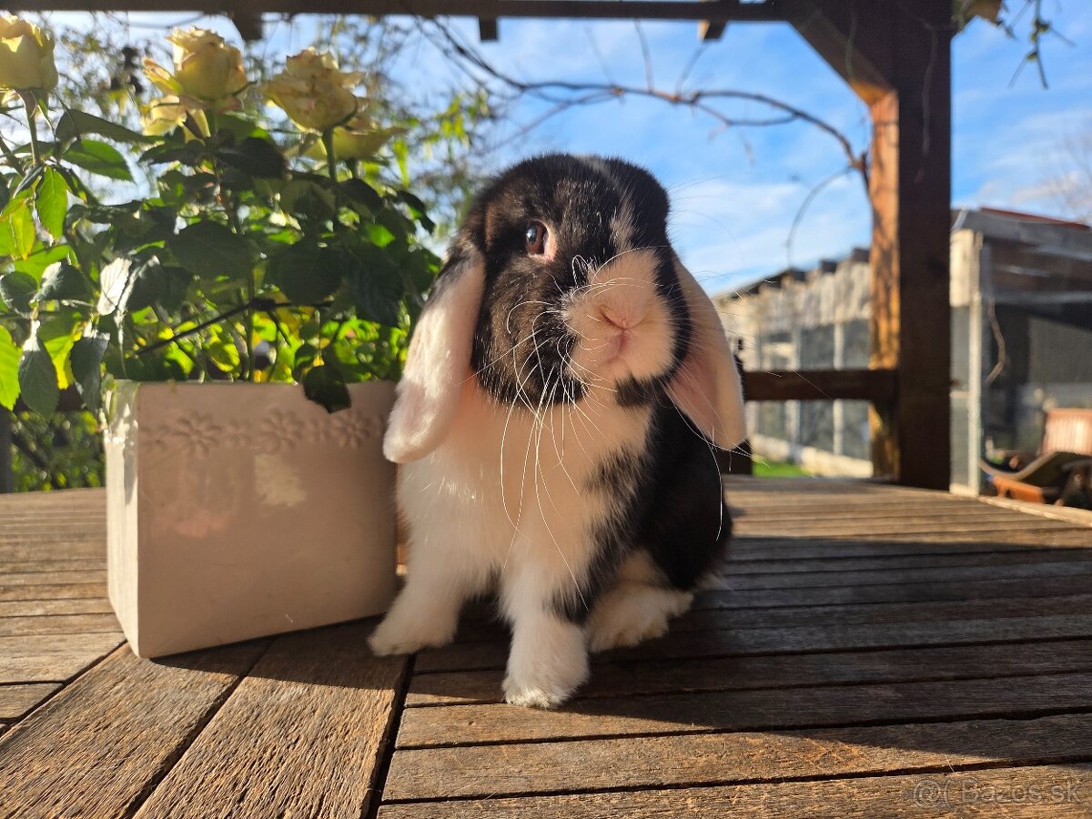 Zakrslý králik - 6