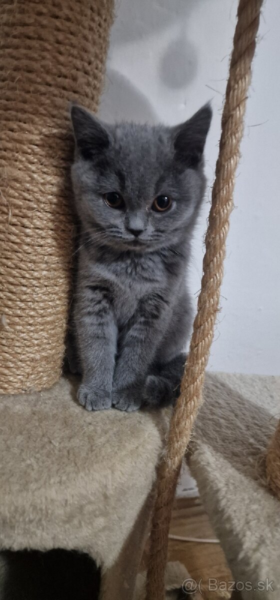 🐾 Na predaj tri rozkošné britské mačiatka – dievčatká 🐾 - 6