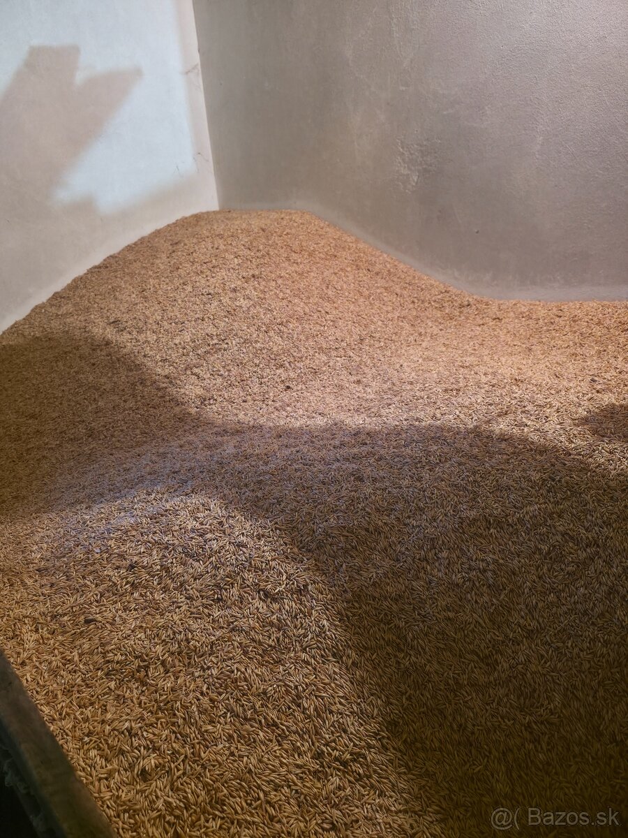 JAČMEŇ,PŠENICA,OVOS - 6