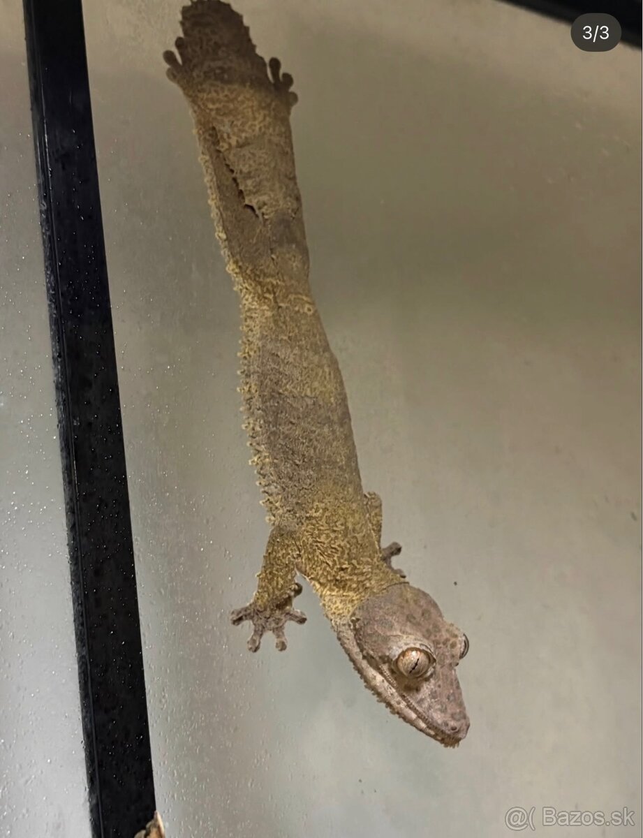 Uroplatus Henkeli - 6