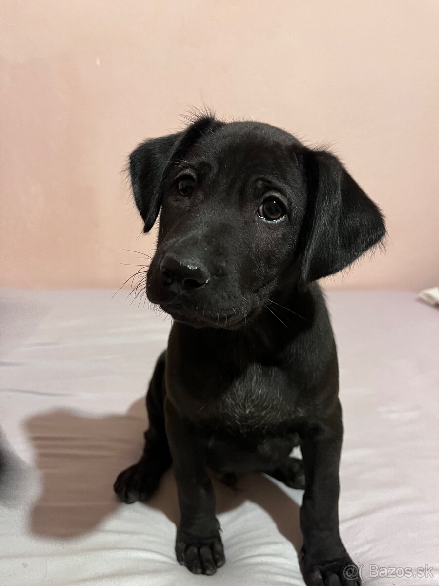 Steniatka labradora - 6