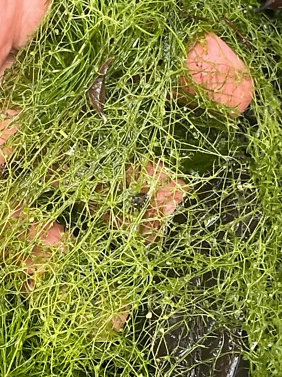 Mikra, roupice, rastlinky, medaka japonská - 6