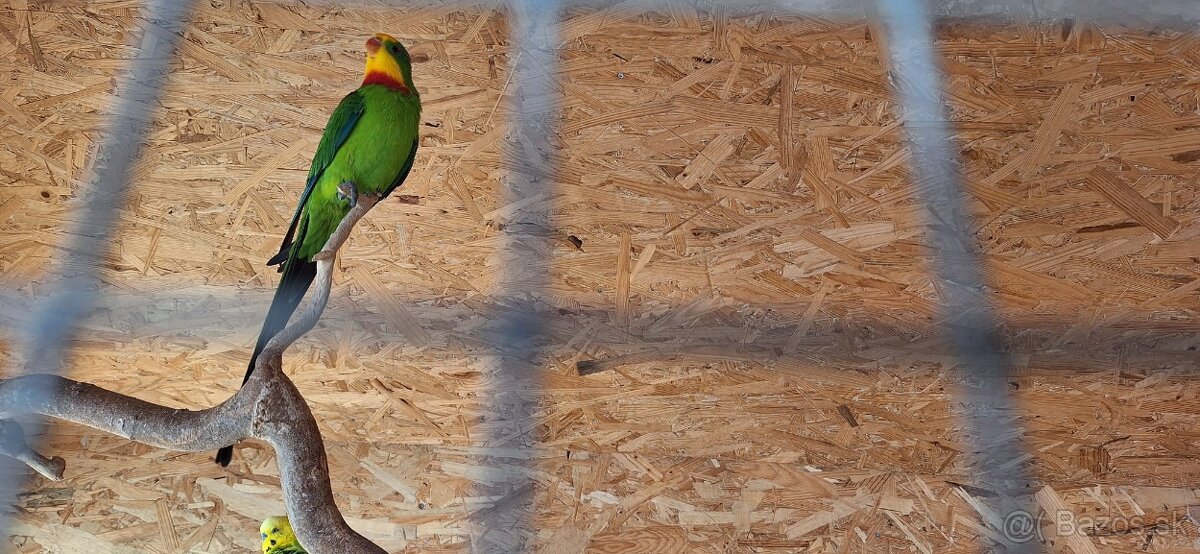 andulka, korela papagaj nadherny - 6