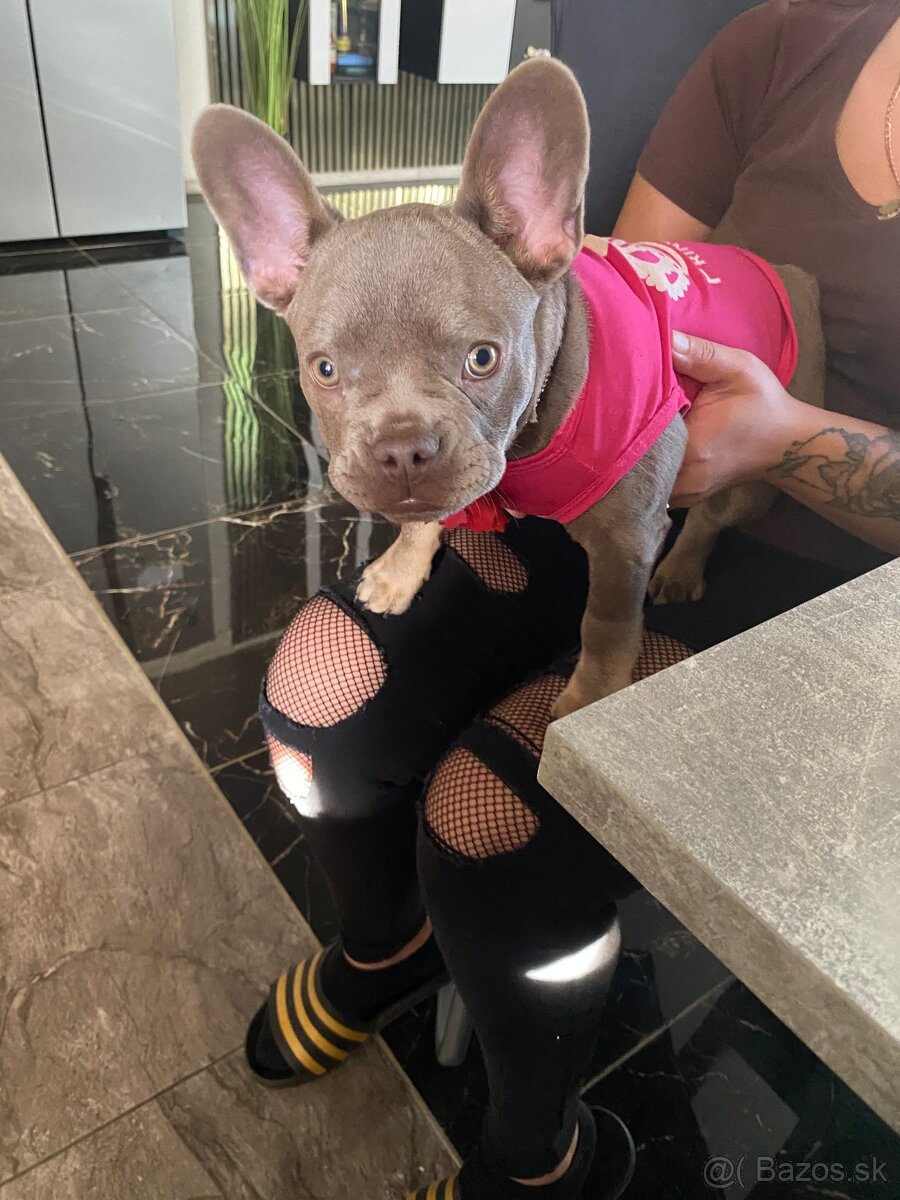 Francuzsky buldoček - 6