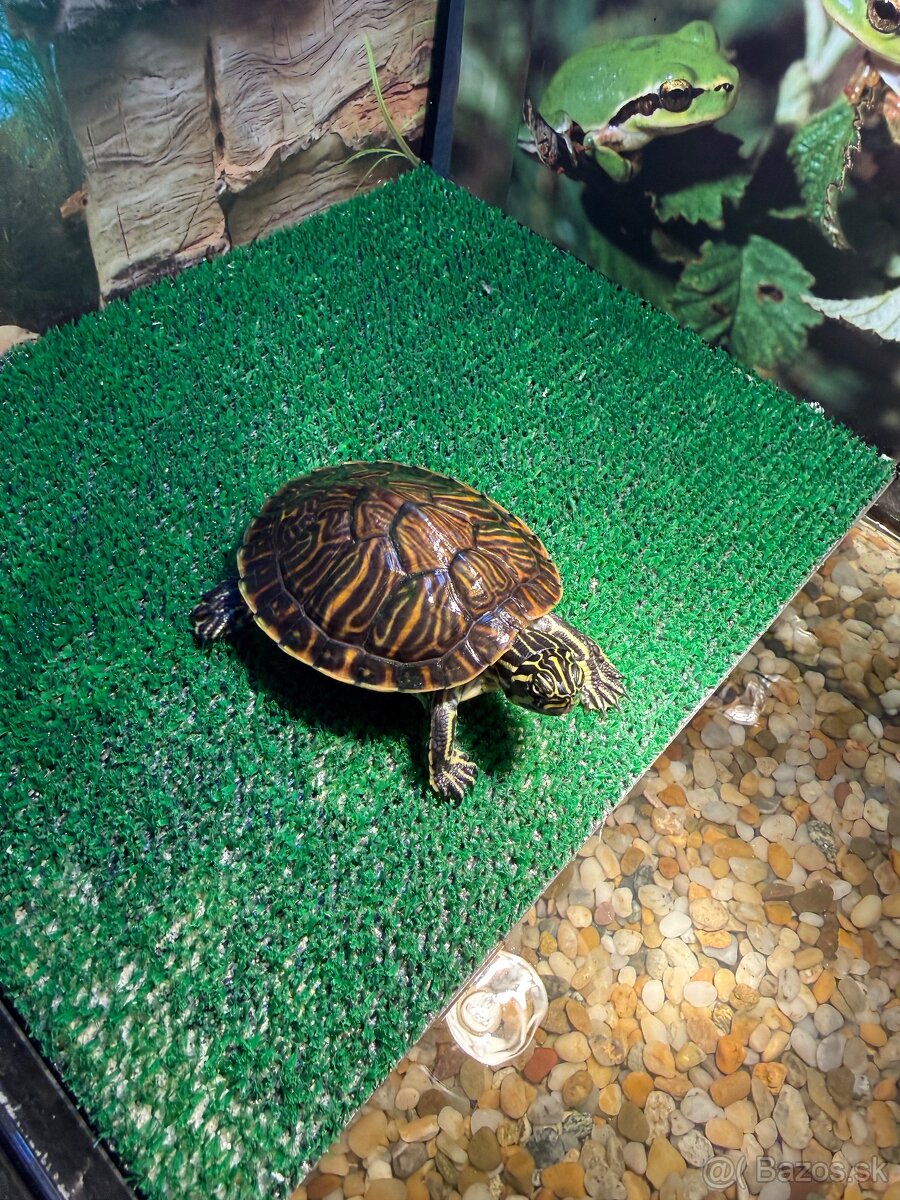 Korytnačka s vybavením - 6
