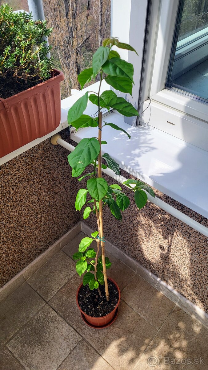 Bugenvilea (Bougainvillea) cyklámenová - 6