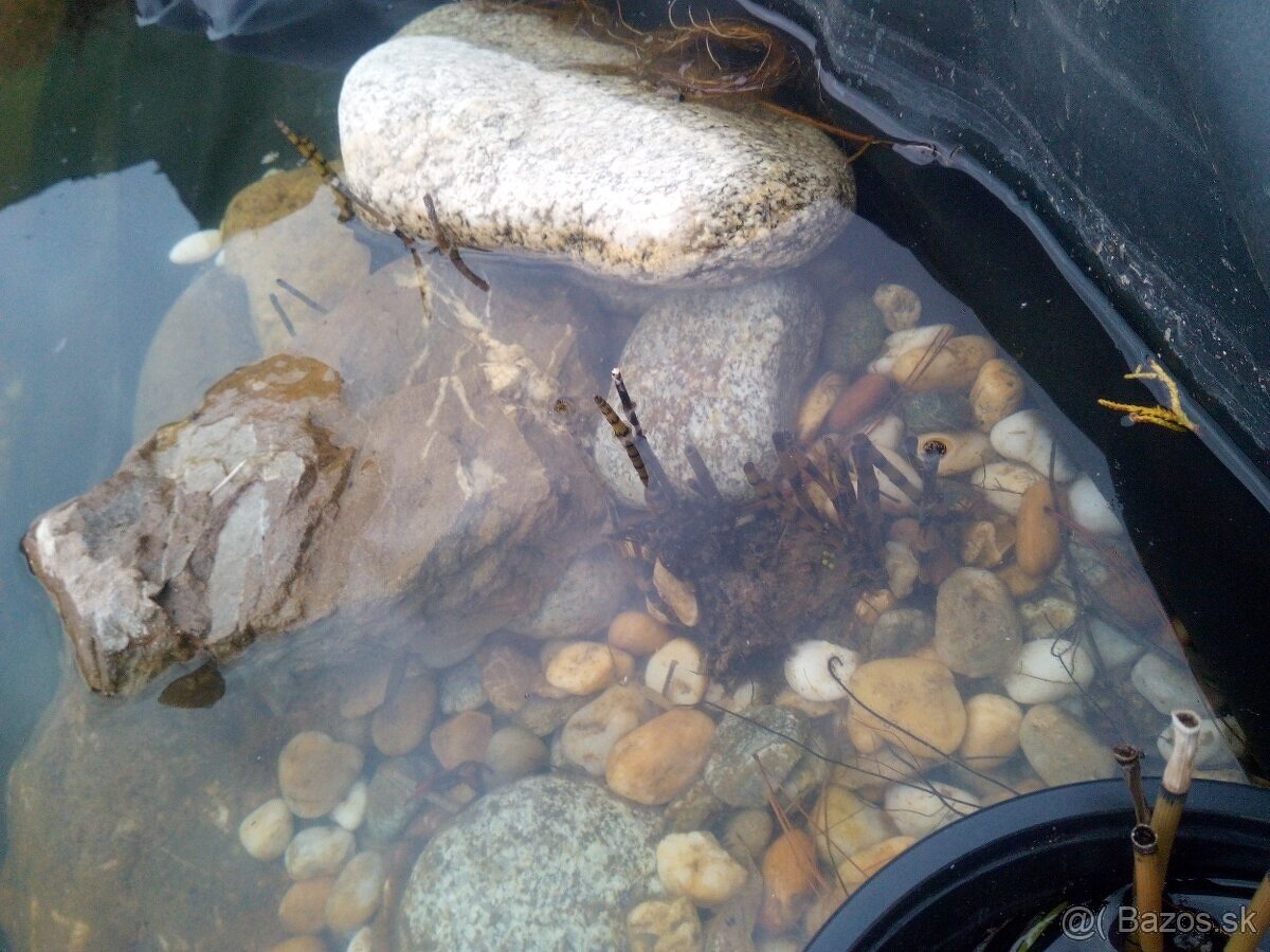 Okysličovacie rastliny do jazierka - 6