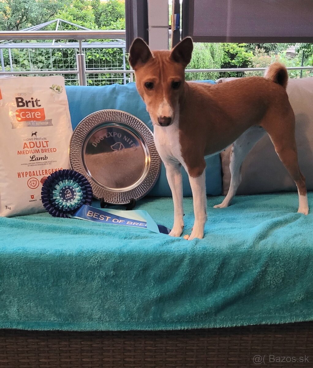 Basenji s PP - 6