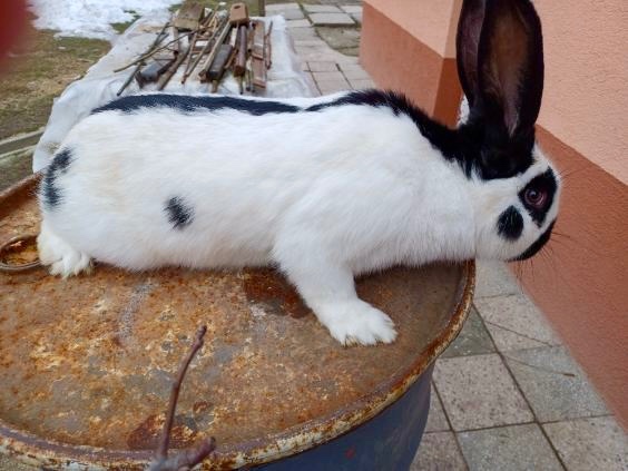 Nemecký obrovitý strakáč /NOS/ - 6