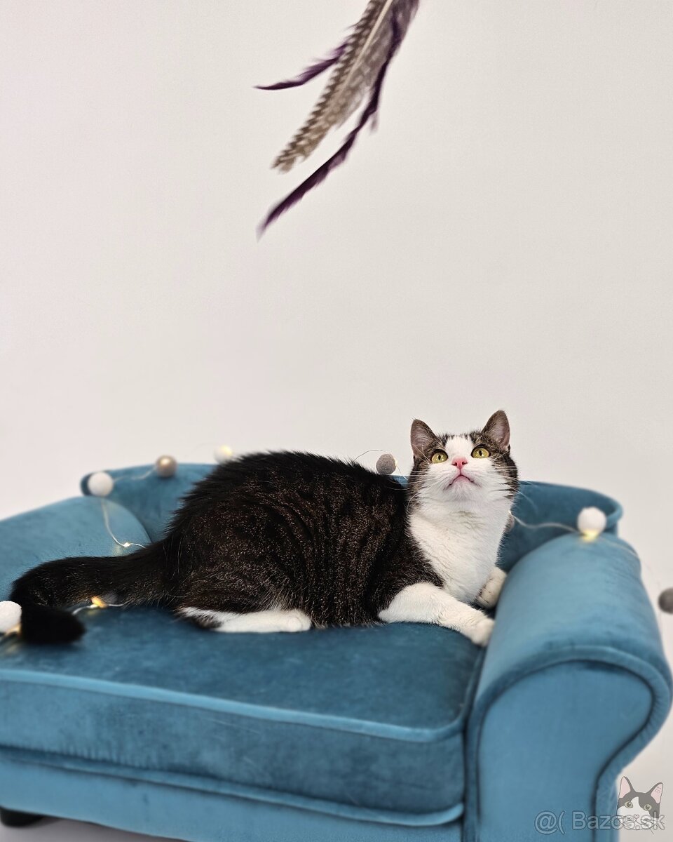 Mačička SAMANTA hľadá domov - 6