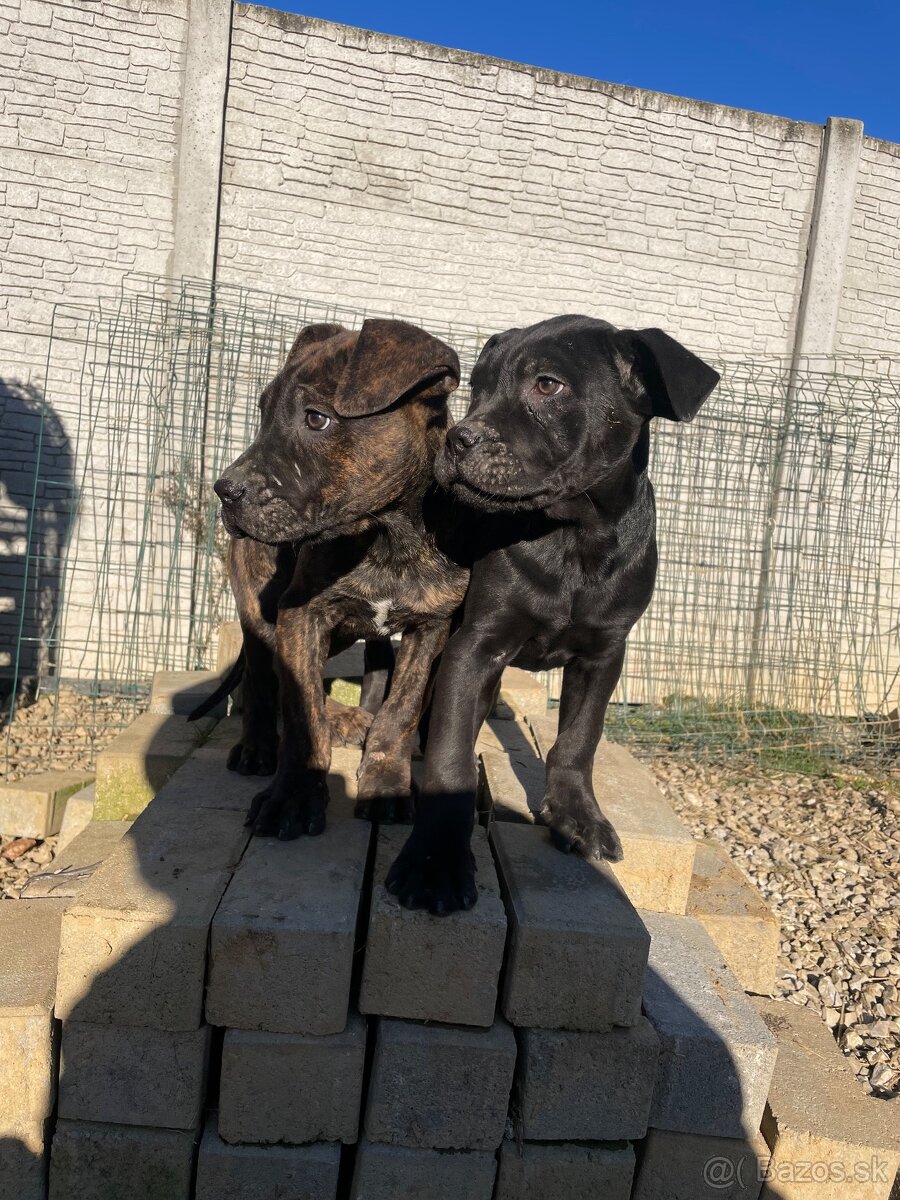 Americký bandog - 6