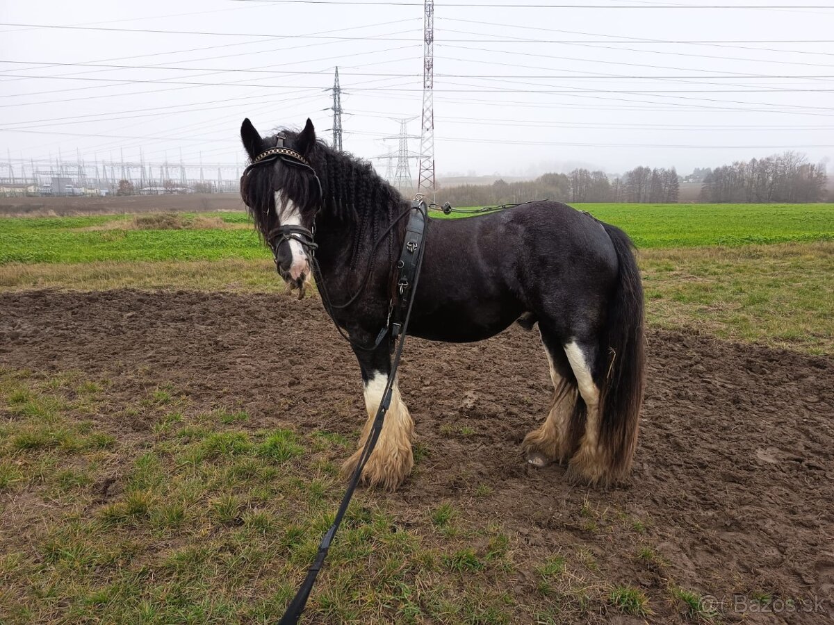 Pripúšťanie Írsky Cob - 6