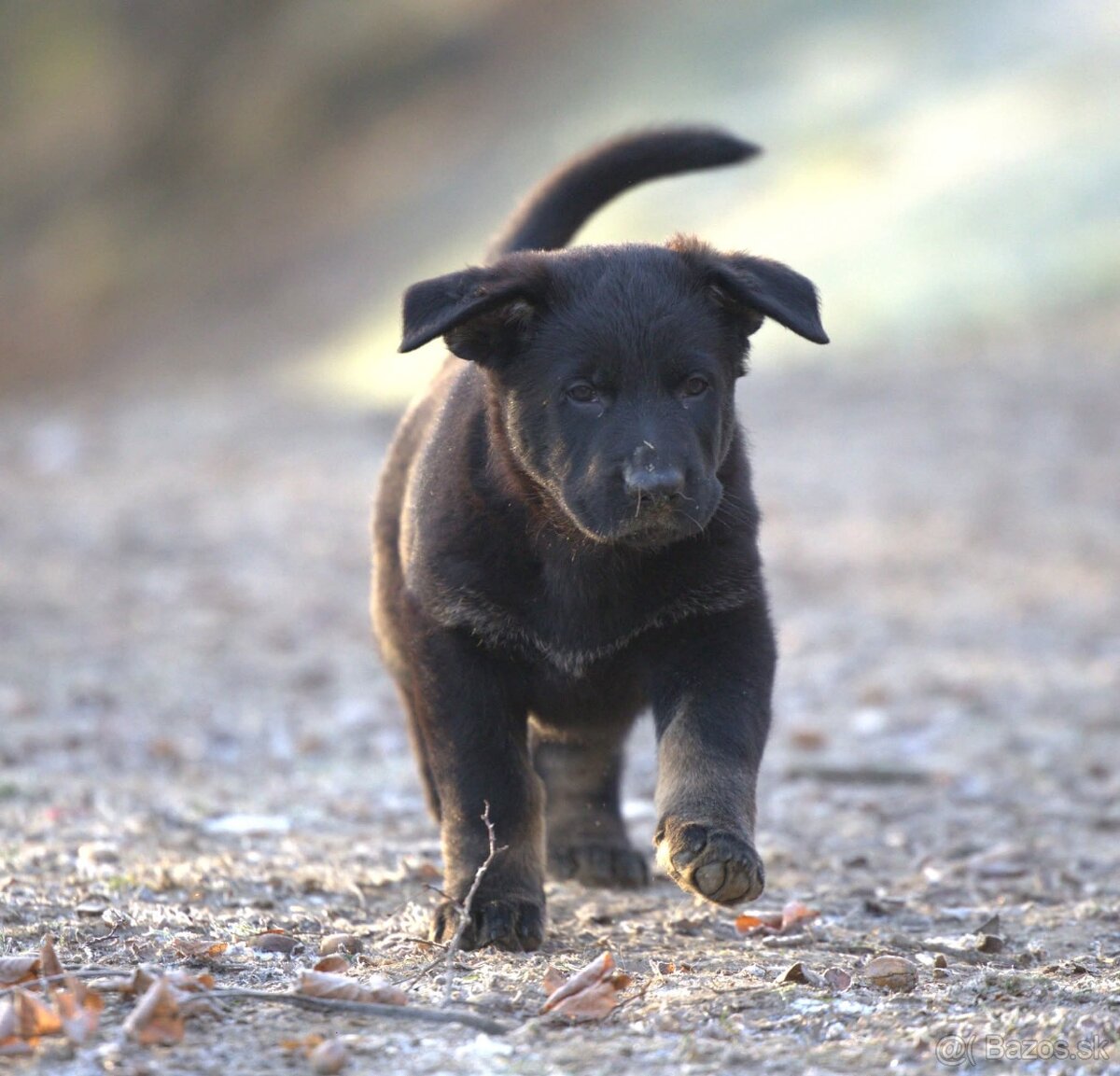 Nemecký ovčiak psík s PP - 6