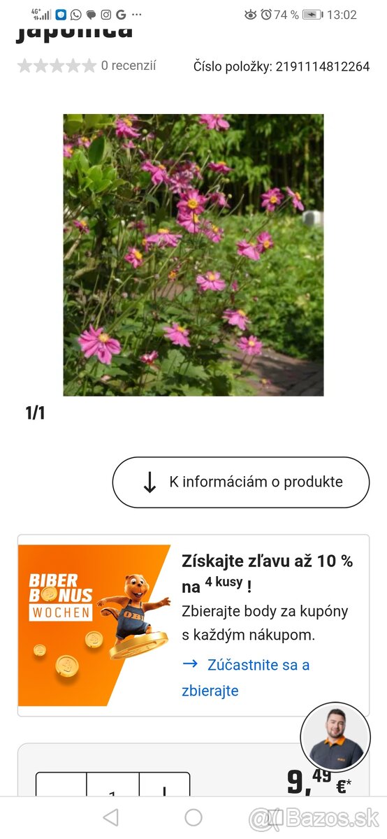 Jesenná veternica dlhokvitnúca, nenáročná - 6