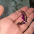Mnohonožka Telodeinopus aoutii - 6
