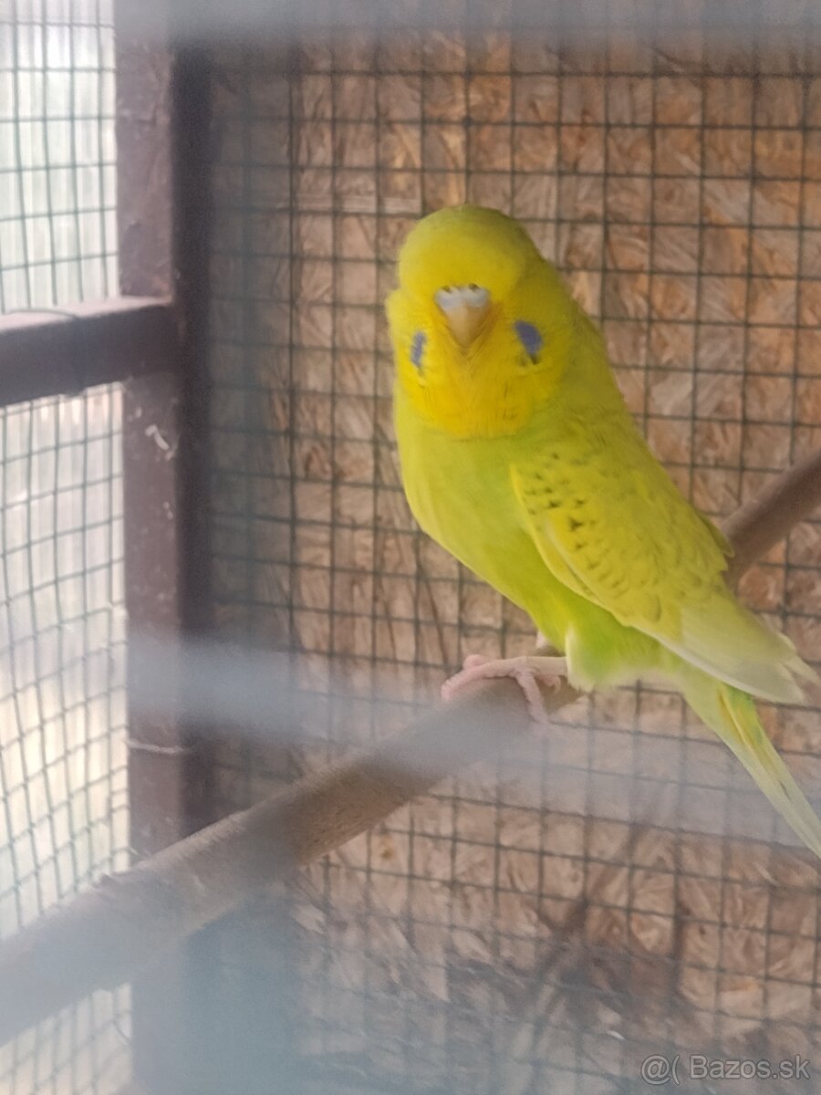 Výstavné andulky - 6