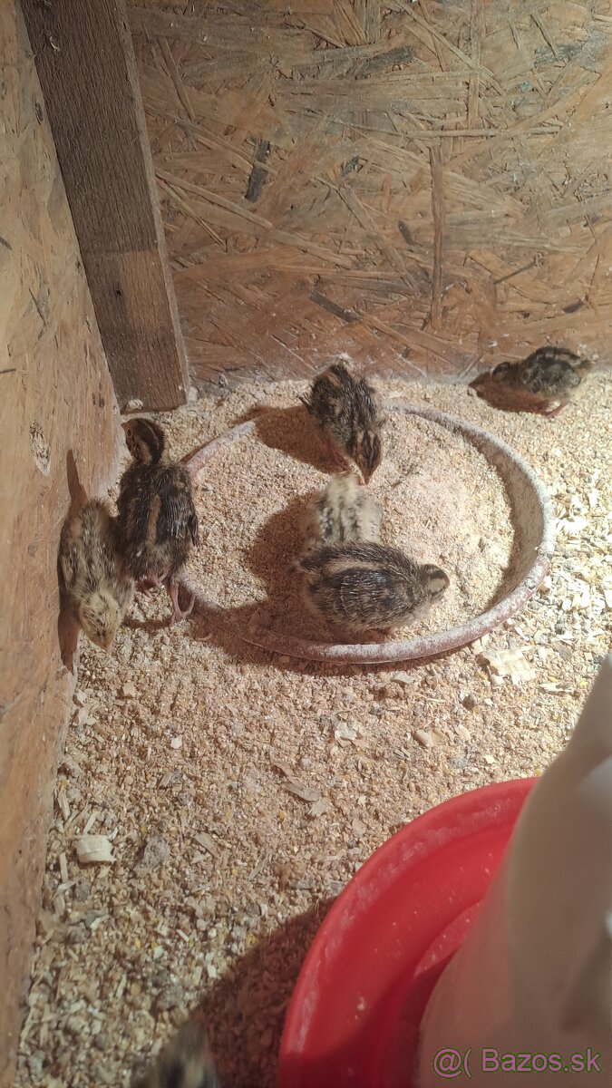 Kohuty Faraon Jumbo - 6