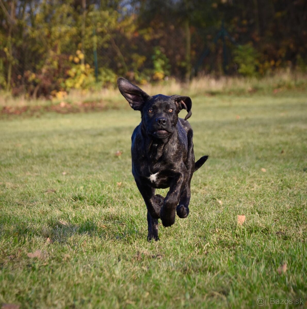 Cane Corso s PP - 6