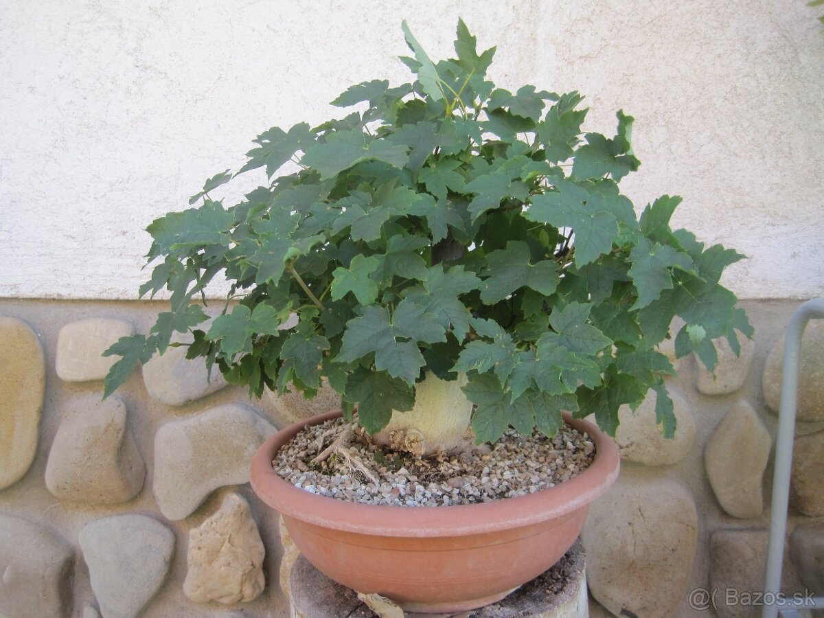 bonsai,bonsaj-hrab 4 - 6