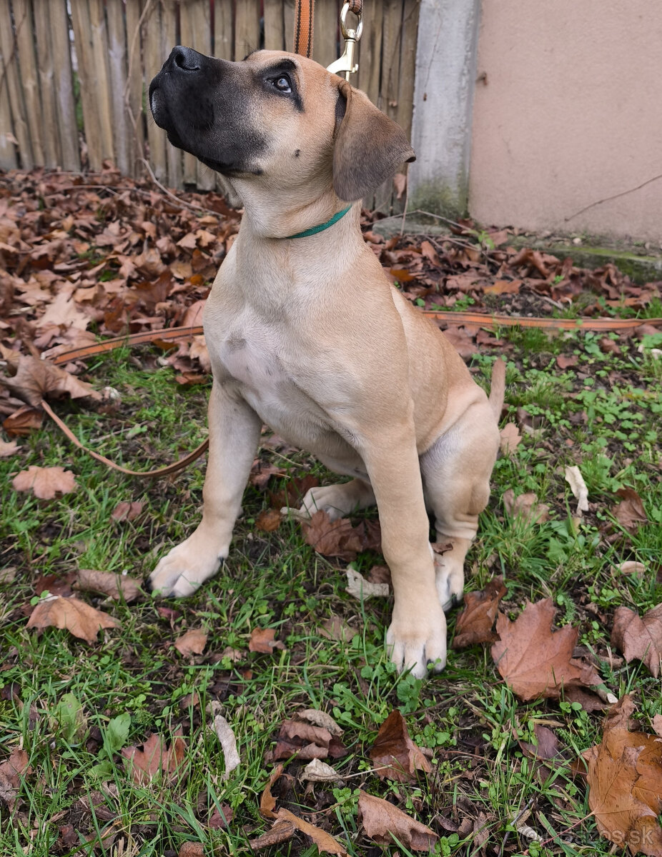 Krásna fenecka Kanárska Doga / Presa Canario s PP - 6