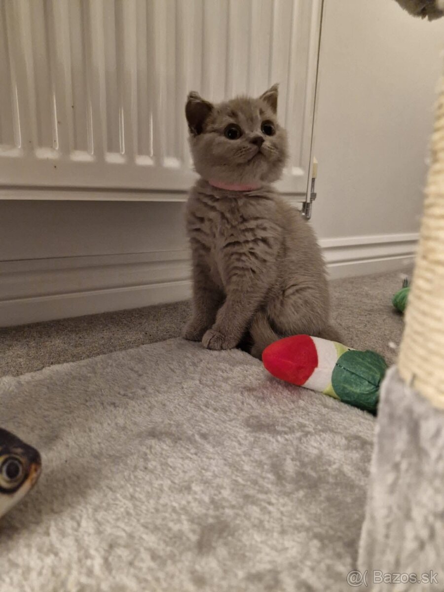Britské mačiatka s PP - 6