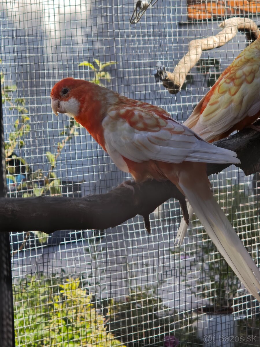 Rozela penant orange-albino - 6