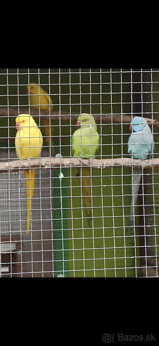 Alexander Malý, - 6