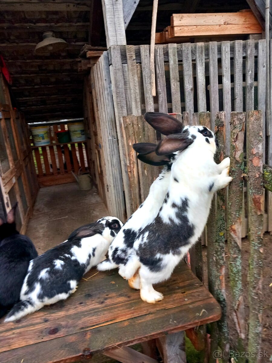 Predám králiky . - 6