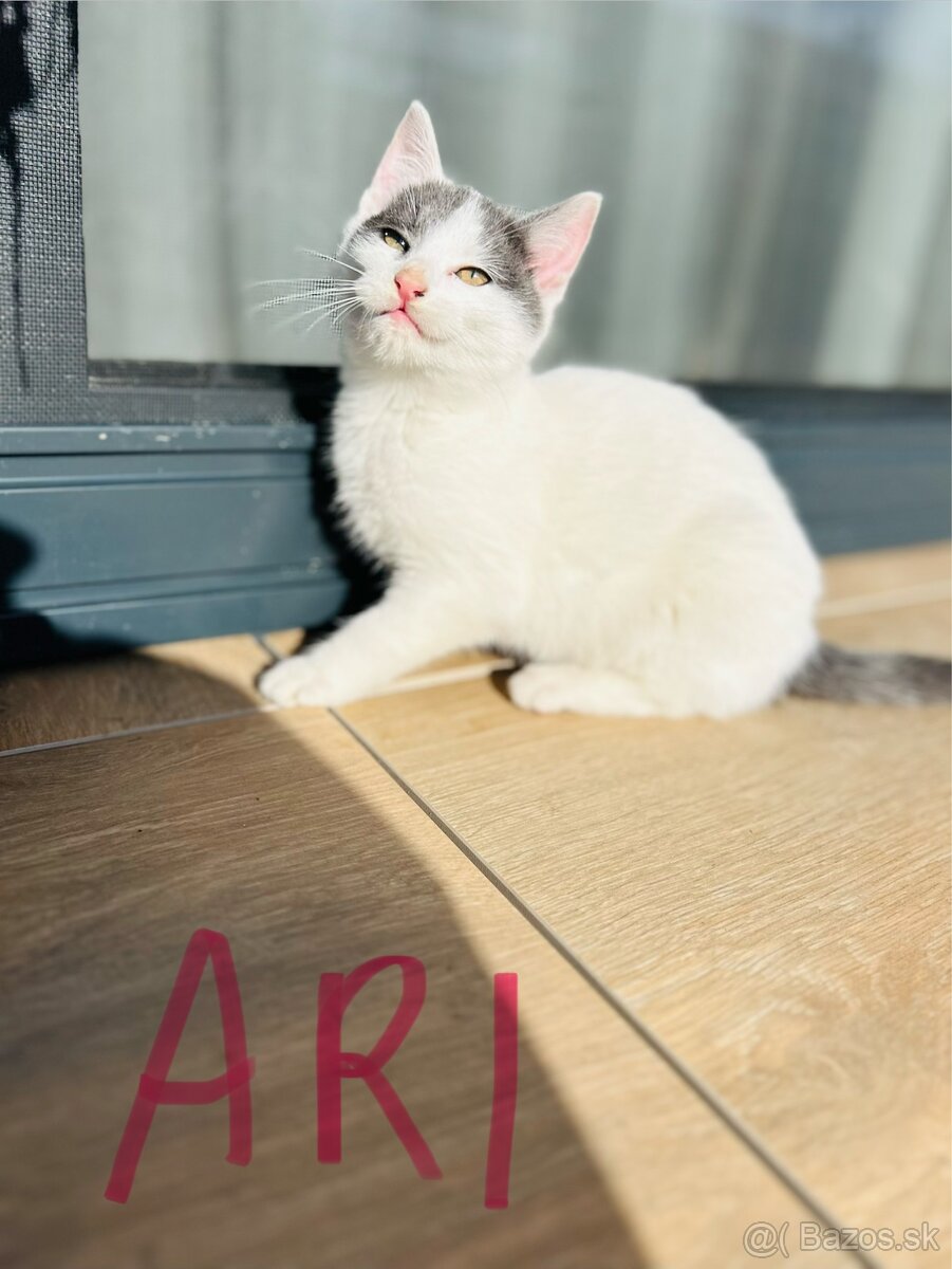 Ďarujem mačiatka - 6