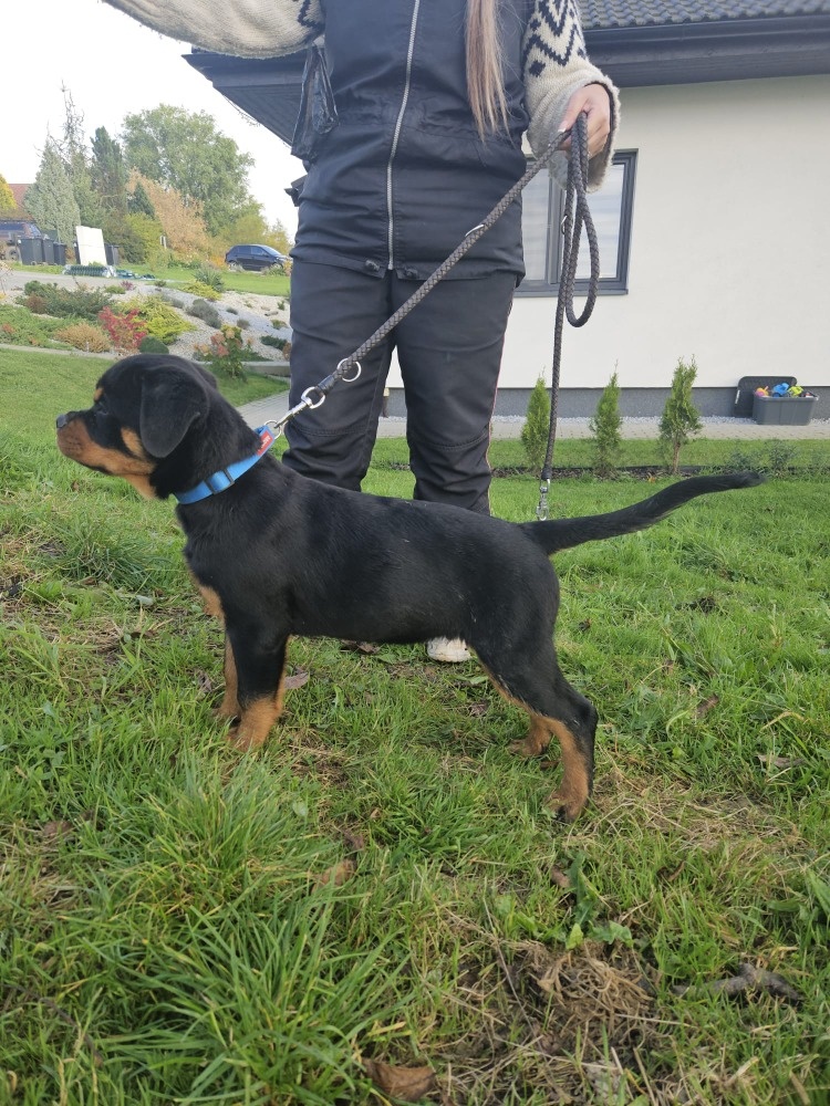 šteniatka rotvajlera - 6