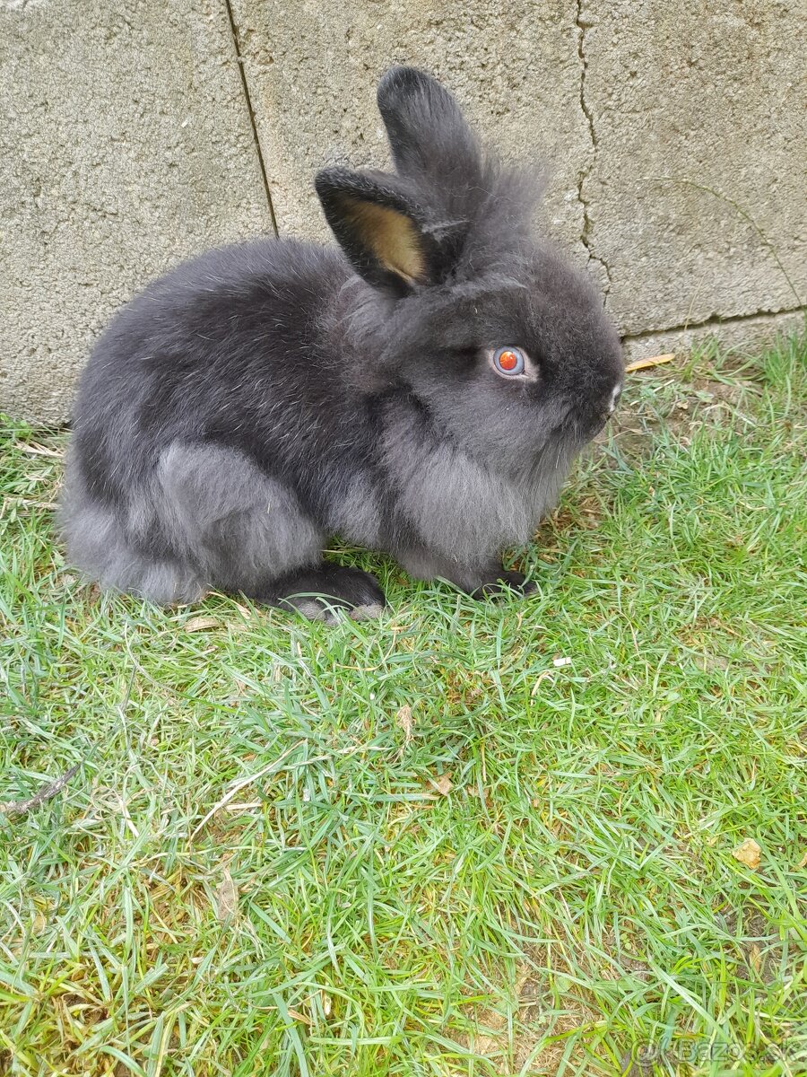 Zakrsle zajaciky - 6