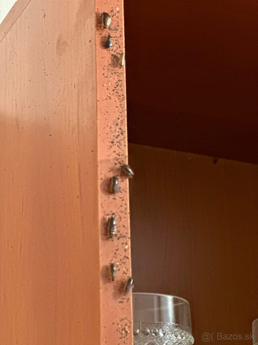 DERATIZÁCIA, DEZINFEKCIA, DEZINSEKCIA - 6