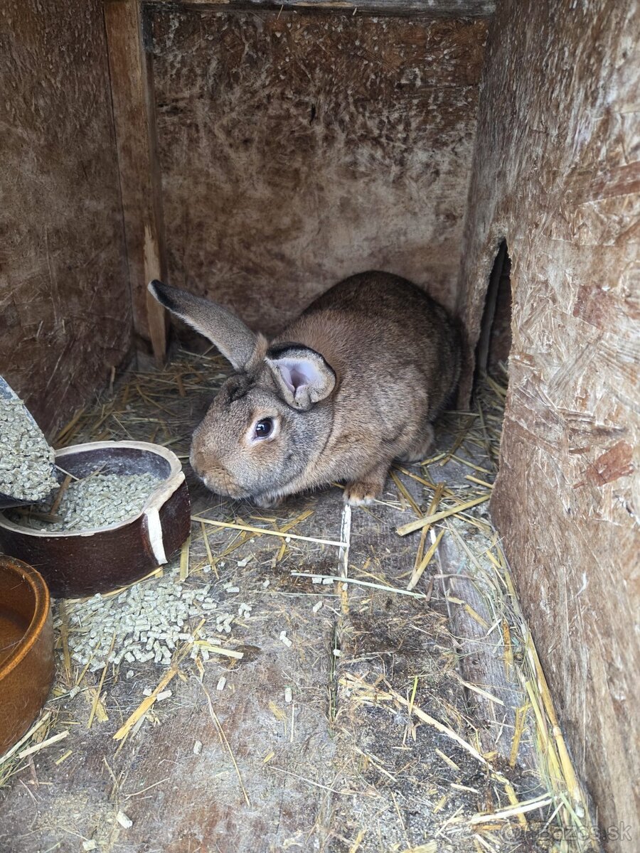 Predam zajace - 6