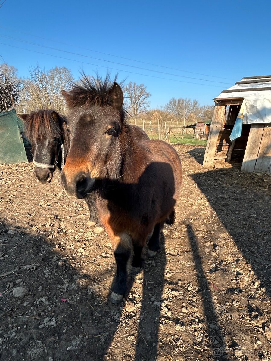 Predám poníka - 6